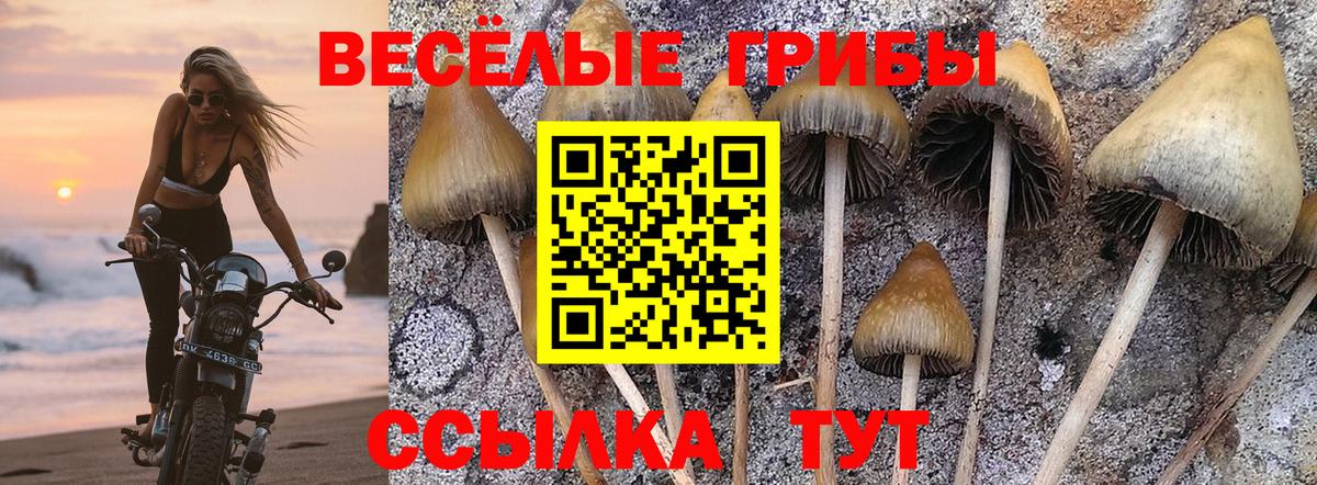 Псилоцибиновые грибы Magic Shrooms  купить закладку  Коркино  Галлюциногенные грибы Psilocybine cubensis 